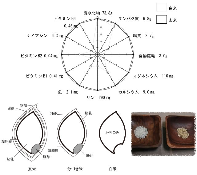 meal01-01 玄米のイラスト栄養グラフ